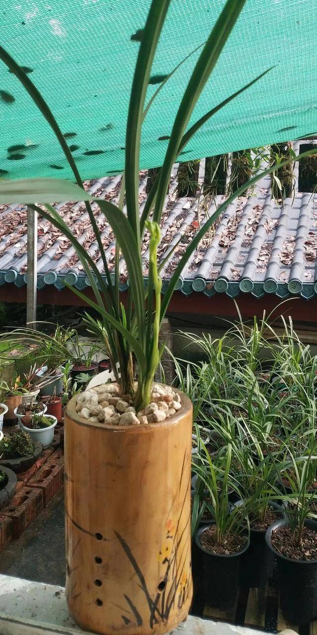 新买的带花苞的兰花,上盆就3步,一点不伤根,种上直接开花_兰根