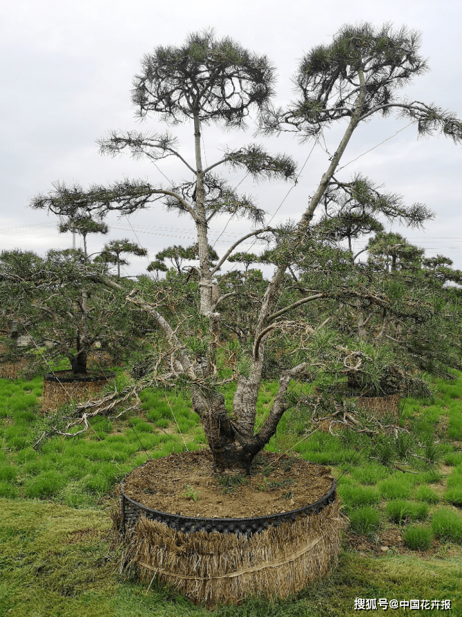 他探索的这条路,让4米高白皮松的价格翻了近10倍