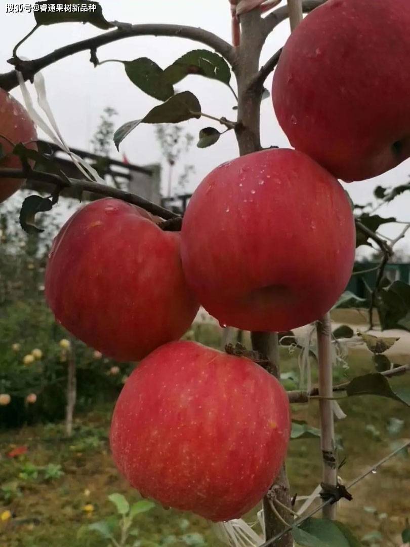 秦脆苹果"自我"解析优缺点_手机搜狐网