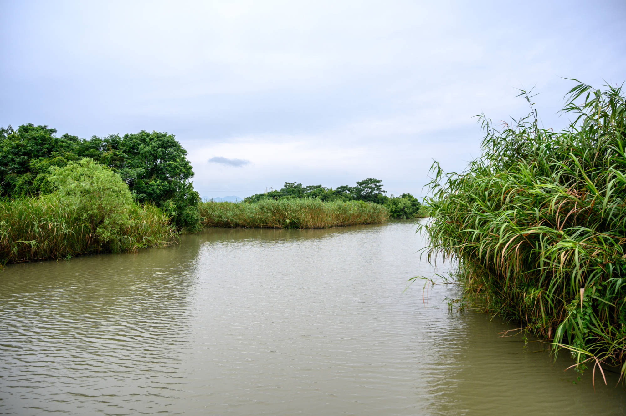 德清下渚湖,一处原生态的天然湿地秘境,被誉为中国最美湿地