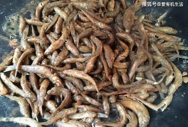 农村这种小河鱼,离水几分钟就会死,却是小时候餐桌上的美味!