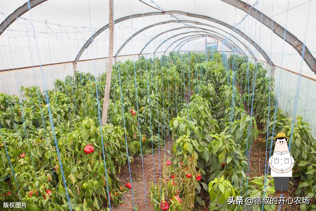 大棚种植什么最赚钱（4亩大棚一年能挣多少钱）