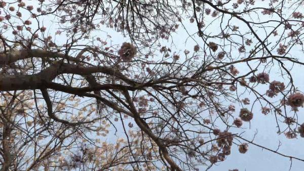 麦田守望者——看XA55记录《成长》的故事