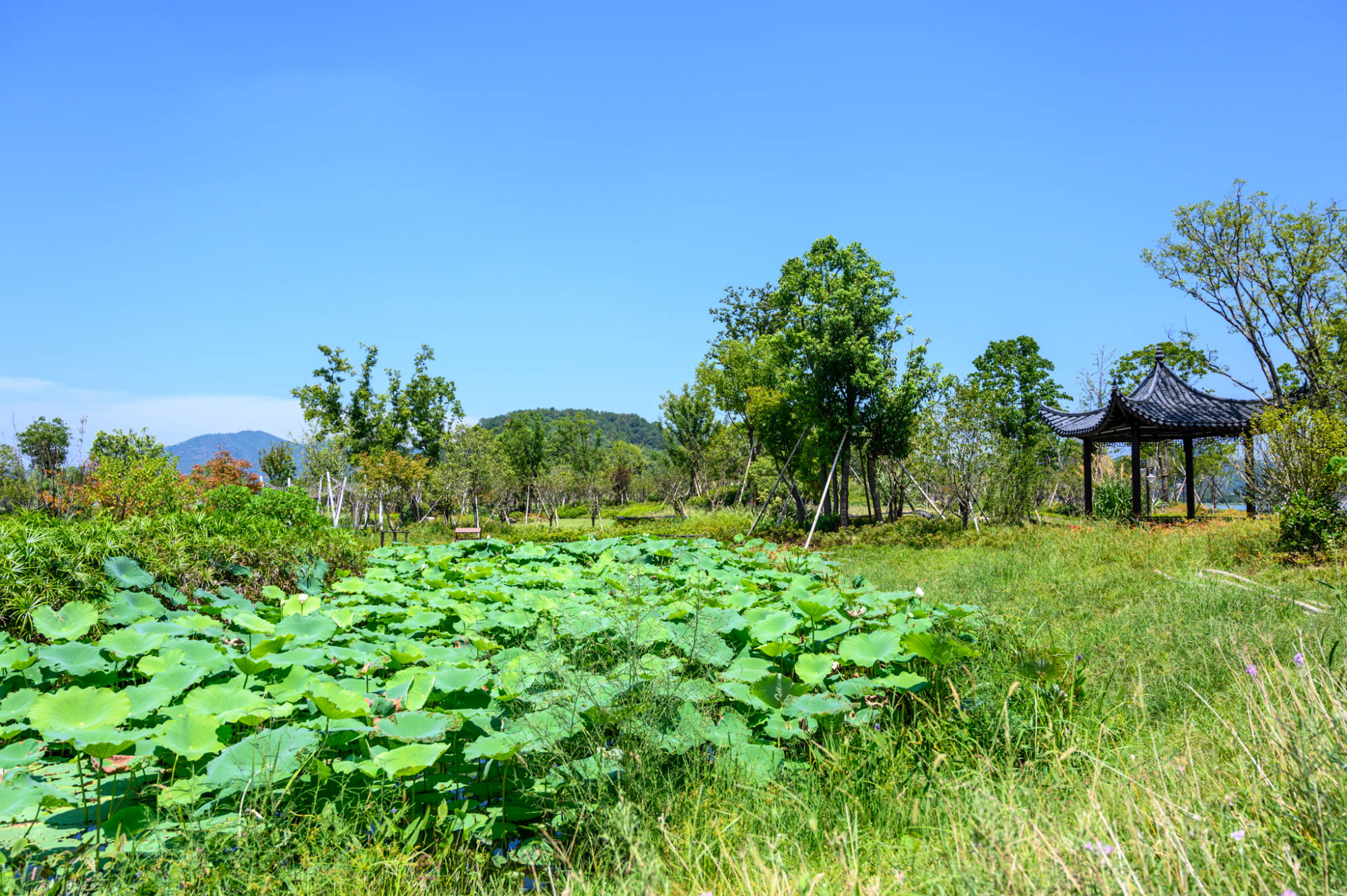 上虞第一大淡水湖皂李湖可与杭州西湖千岛湖相媲美门票0元