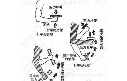 原創 什麼是等長收縮?怎麼利用它提高訓練效果呢?