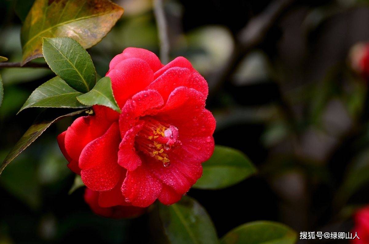 晨露中娇艳欲滴的红色山茶花
