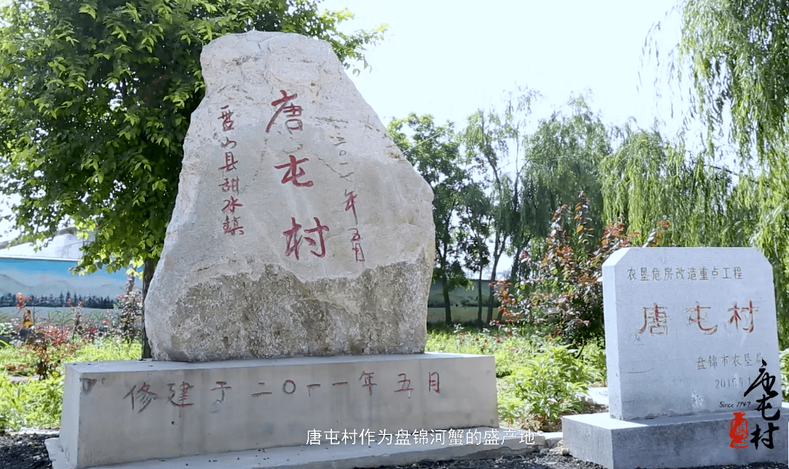 代靠著種植水稻,養殖河蟹為生,這就是位於盤錦市盤山縣甜水鎮的唐屯村