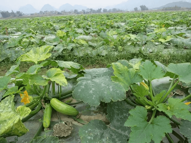塑料大棚西葫芦栽培技术