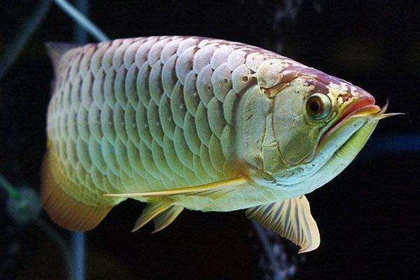 老套门建议你不要迷信鱼缸不一定能旺财