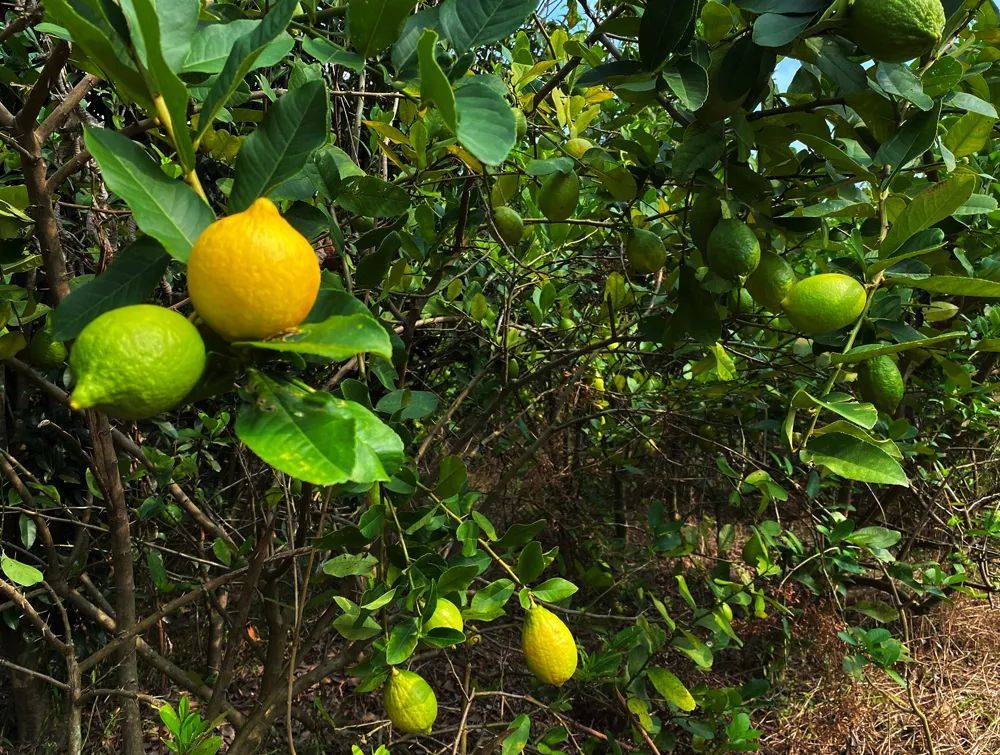 秘制柠檬茶:酸甜苦涩总相宜