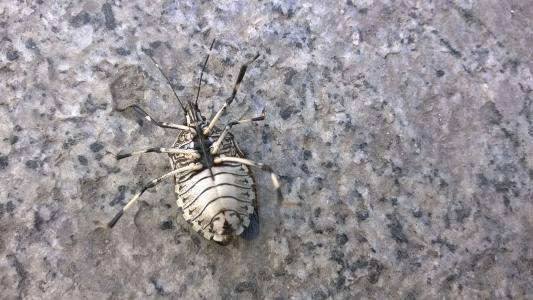 碰一下臭不可闻,村民遇到就躲,如今成了香饽饽,200元1斤