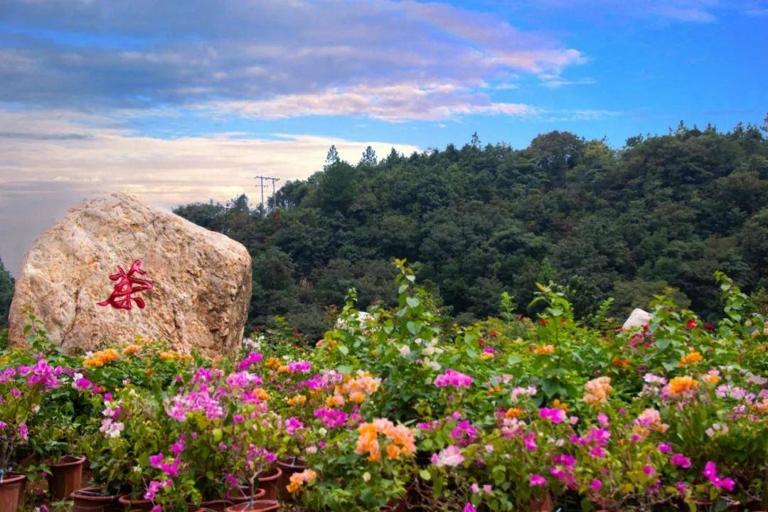 茶陵县茶乡花海景区 漫步初秋风景,静赏花色正浓!_手机搜狐网