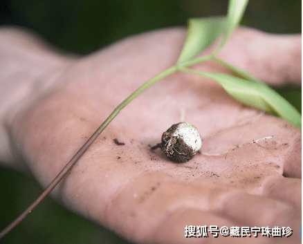 藏贝母的功效与作用及食用方法