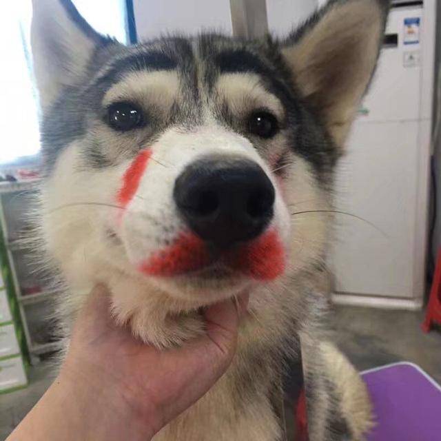 只见他家的狗狗眉毛被画得又黑又粗,脸上的毛也都粘在了一