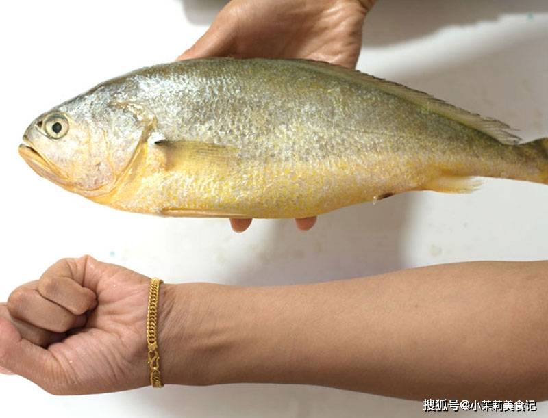 都叫黃花魚,大黃花和小黃花有啥不同?老漁民:根本就不是一種魚_養殖