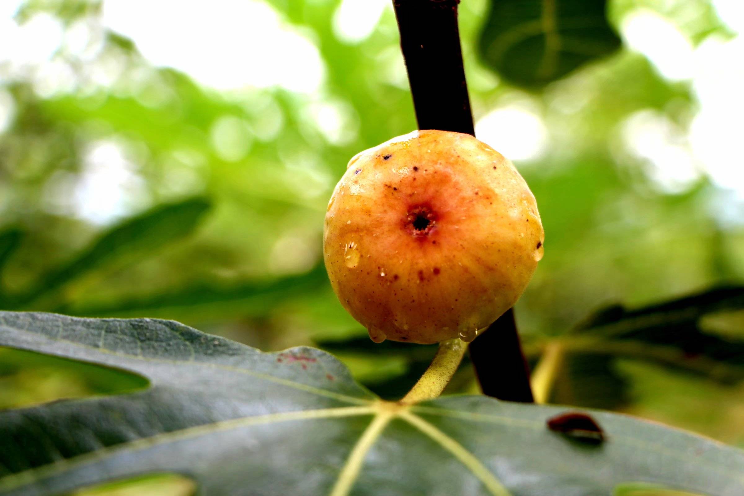 风景如画入梦来产业铺就致富路