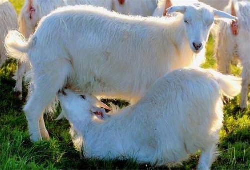 发现这种情况时,一定要及时的将脐屎用加点盐的水清洗干净.