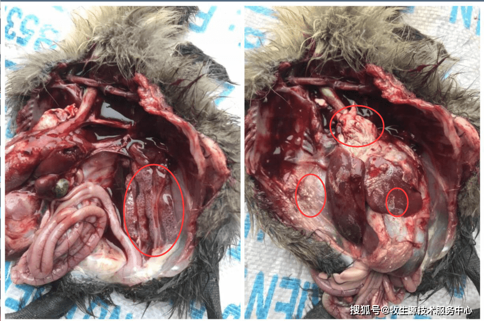 解剖之后自己也能初步诊断了!_手机搜狐网