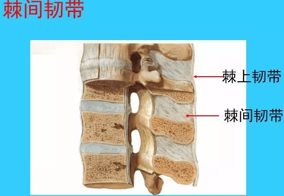 (2)胸段關節突關節面近似冠狀位.