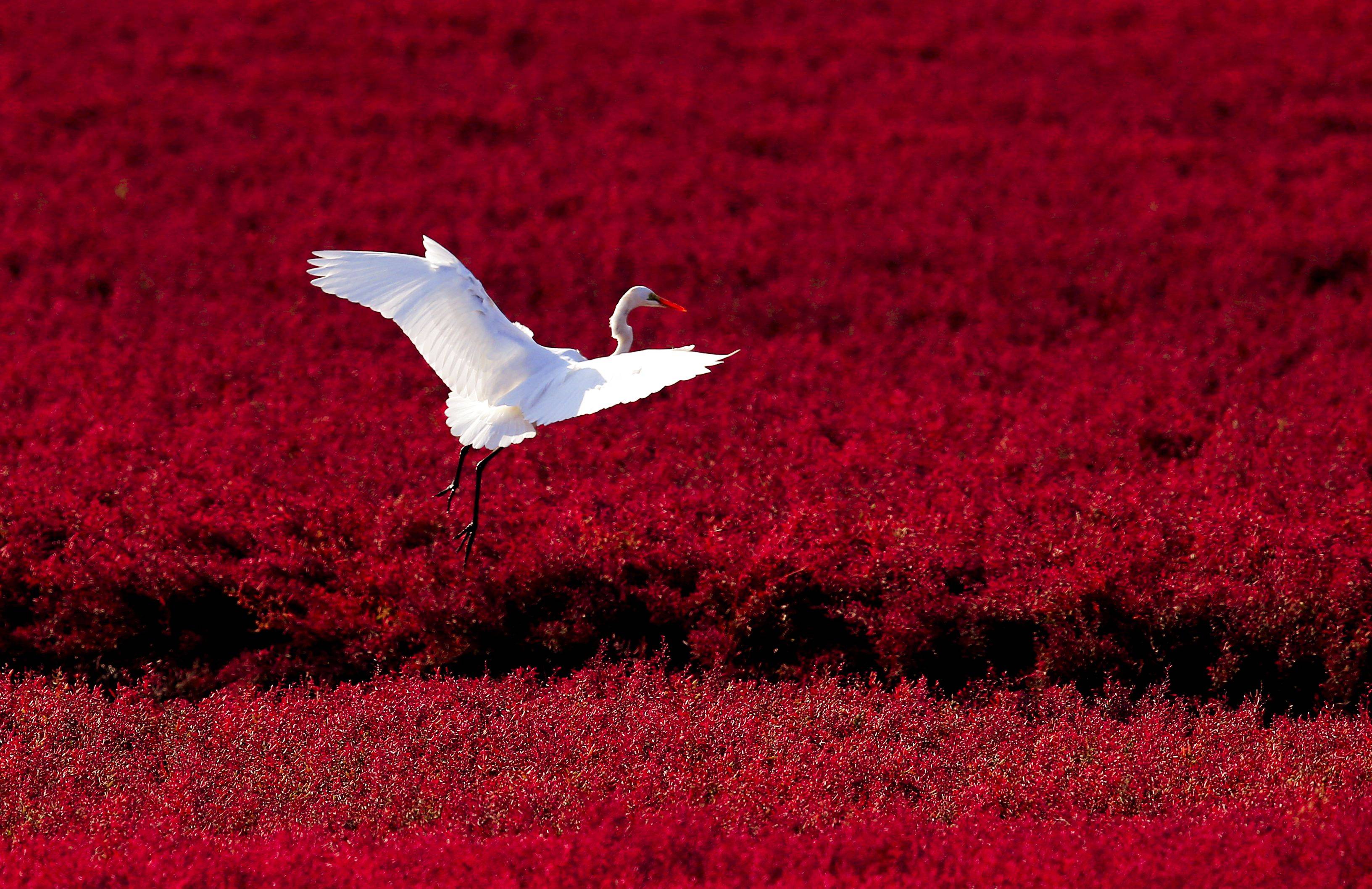 红色的绝景!眼前所展现的世界都是一片火红色!