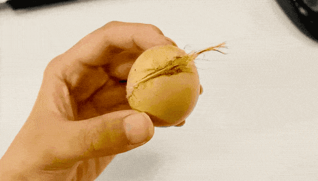 藏式养生之藏鸡蛋文化7天产1枚蛋中人参