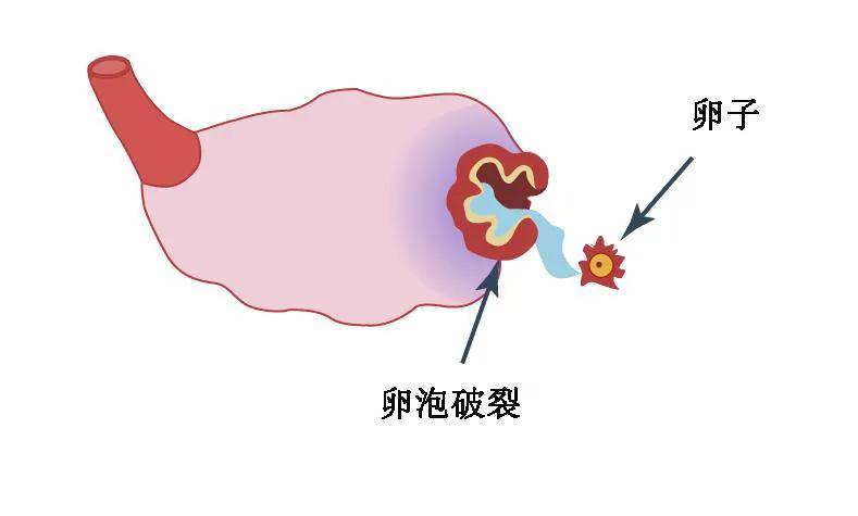 快問快答|作為一顆合格的卵泡要具備什麼樣的素質?