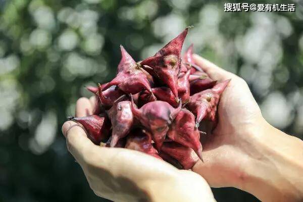 中秋節臨近,菱角飄香,入口甜甜脆脆的,清爽可口!_食用