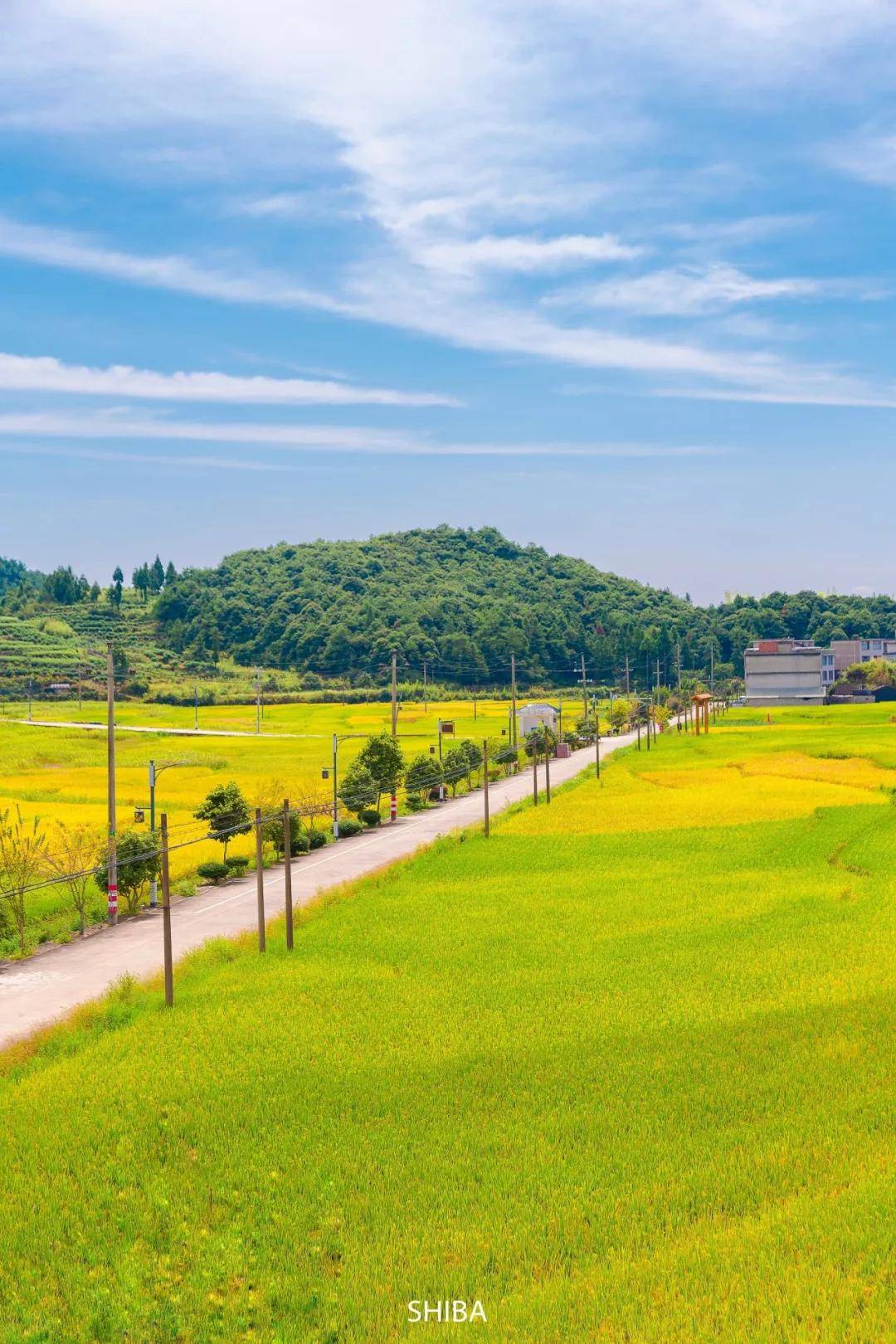 秋天一定不要错过泰顺的这片乡村田野