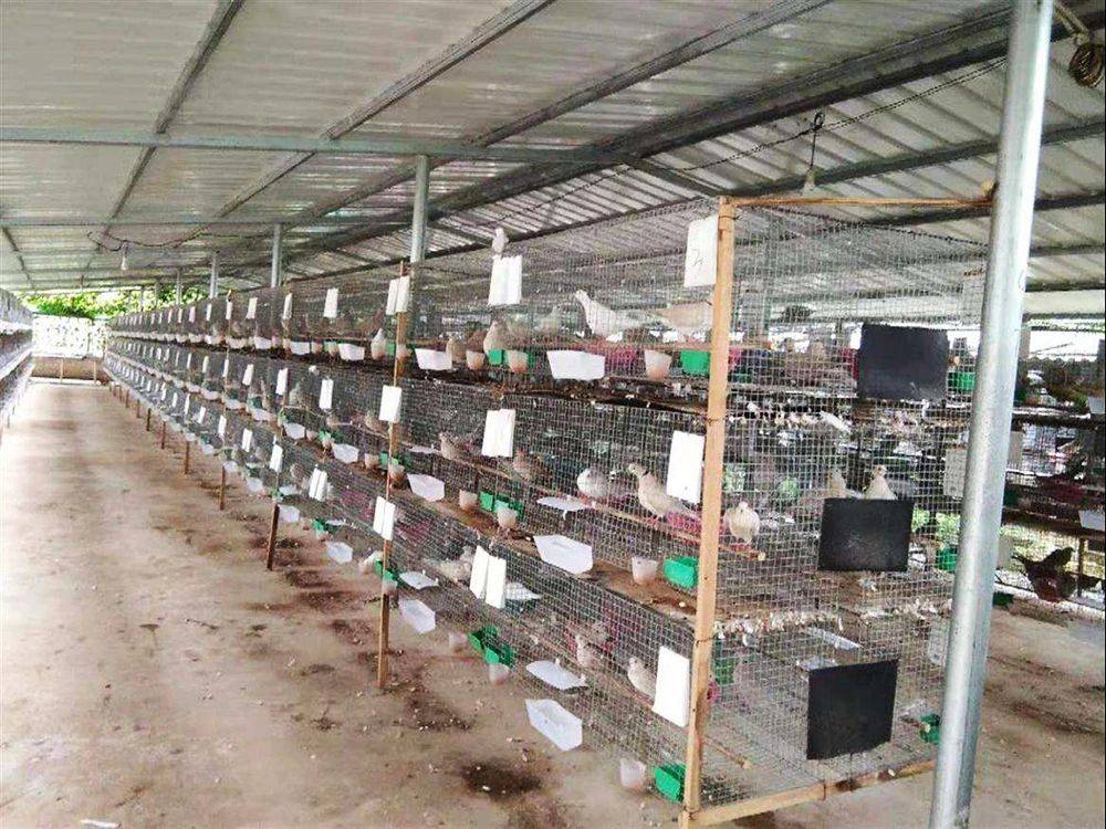 去年是热门养殖,一斤40元,今年却列入黑名单,养殖户:亏大了_斑鸠