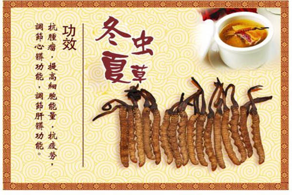 特产早知道冬虫夏草十大功效