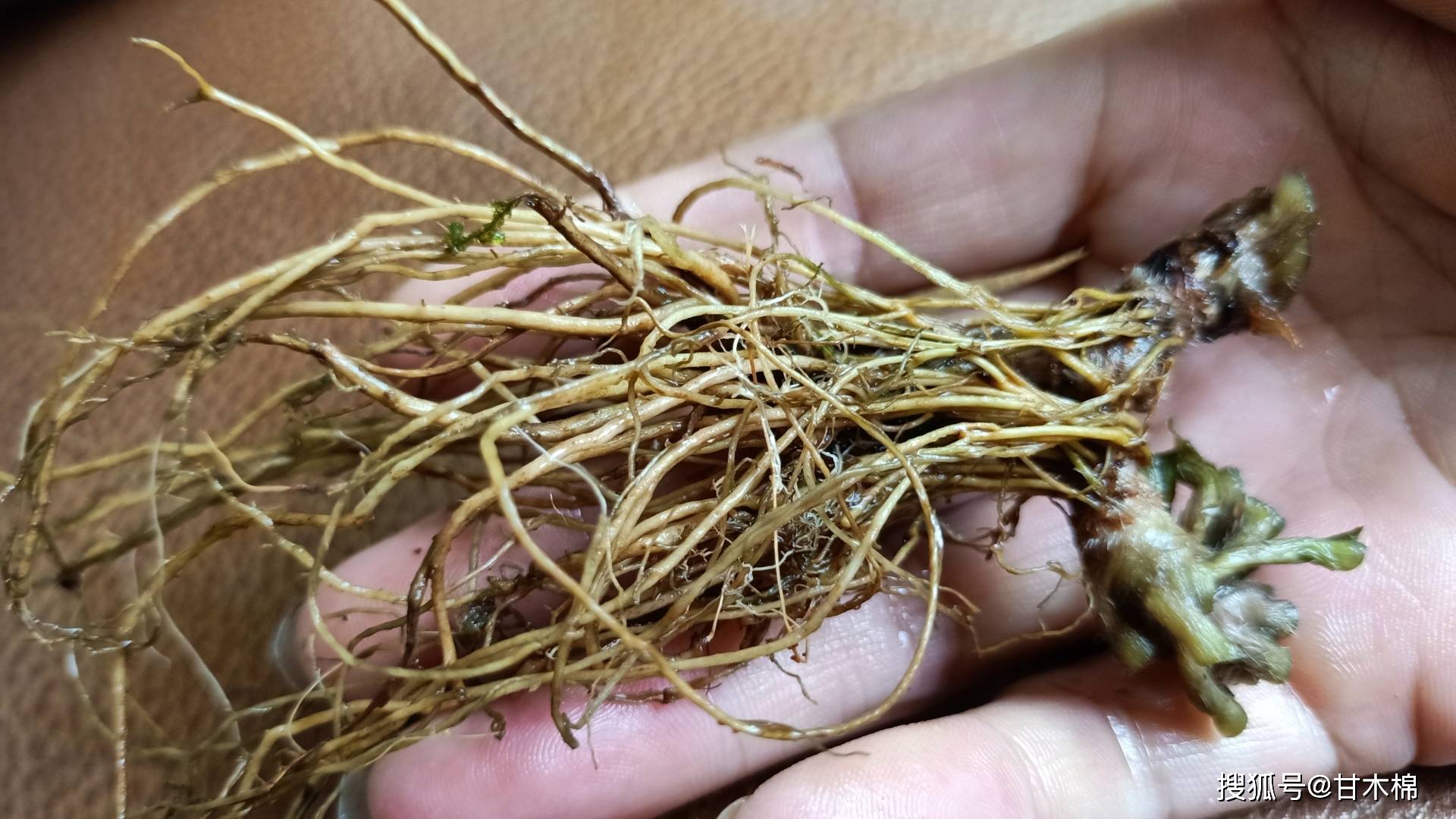 城里人不解:这草头也能煲汤?