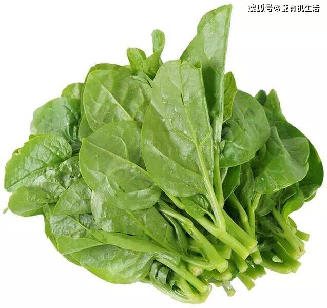 这种蔬菜是补钙高手,草酸含量极低,不懂得吃就可惜了!_手机搜狐网