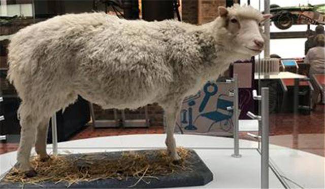 原创24年前就造出克隆羊为何不克隆人看看克隆羊的下场多恐怖