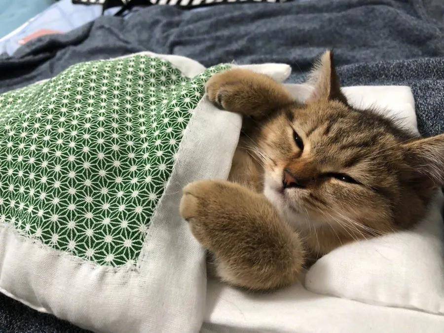 一组熟睡的小奶猫图片:这或许就是世界上最美好的存在吧?