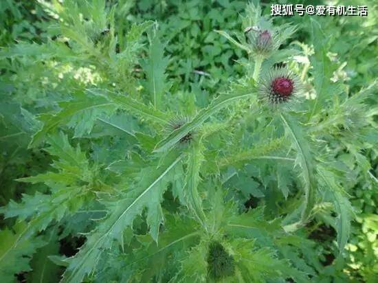 這野草是一味很好的涼血止血良藥,葉子邊緣有針刺,小時候經常被刺到!