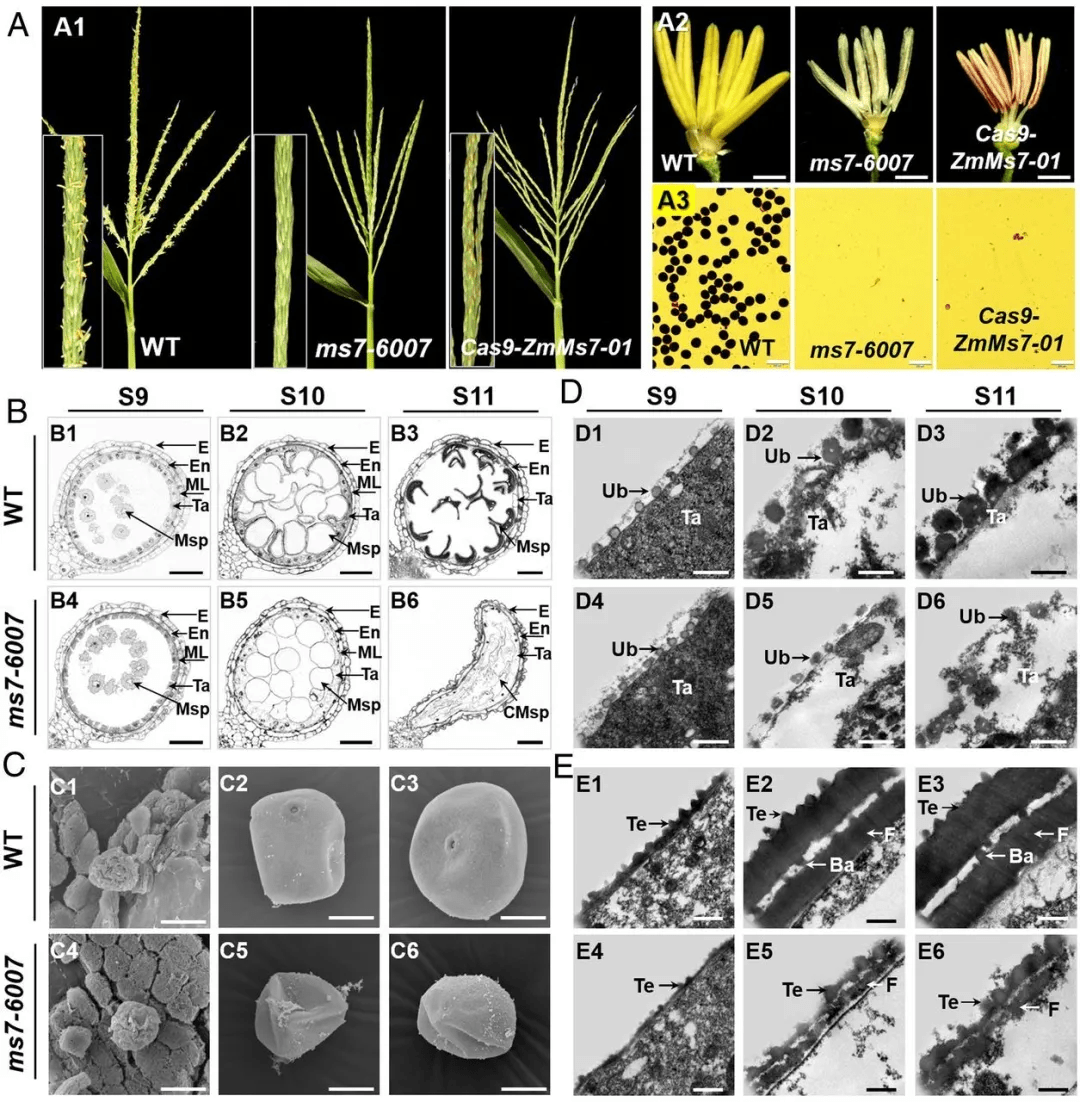 pnas:萬向元教授與袁隆平院士團隊發現玉米雄性不育基因分子