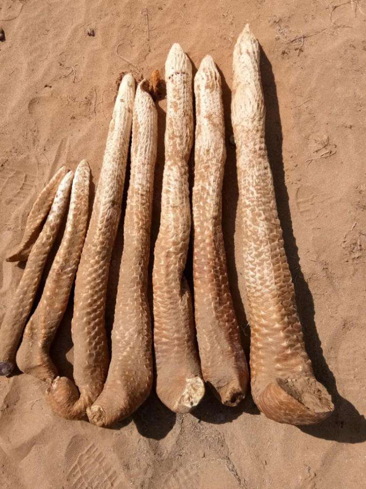 曾被炒成"神药",1斤千元差点被挖绝,村民种植后却卖不动_价格