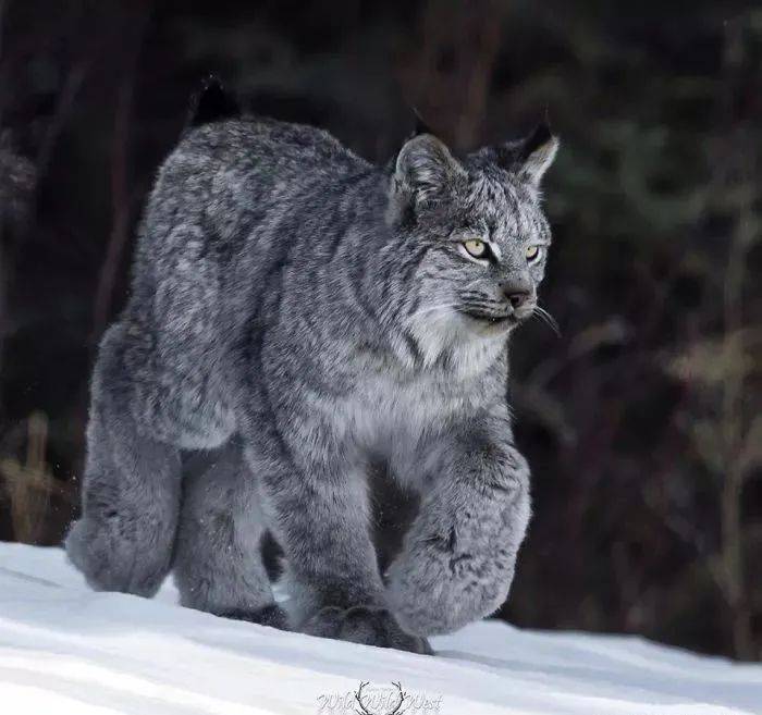 加拿大猞猁:表面上翘臀嫩猫,背地里超凶残!_手机搜狐网