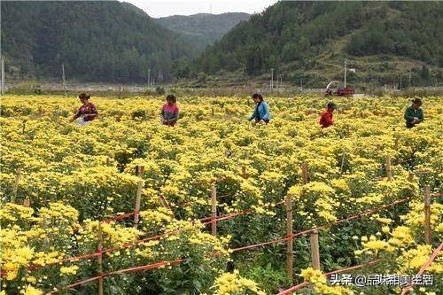 现在种植什么最赚钱（种植什么赚钱最快最稳）