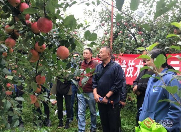 预计产值突破百亿提质改造老果园云南昭通苹果丰产丰收