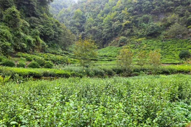 我從小就耳濡目染,現在是淳安縣鳩坑毛尖非遺傳承人,家有茶園有1000多