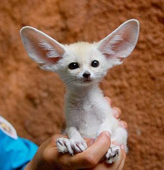 全球十大稀有宠物,你见过几种!最后两个见了都怕更不要说饲养了
