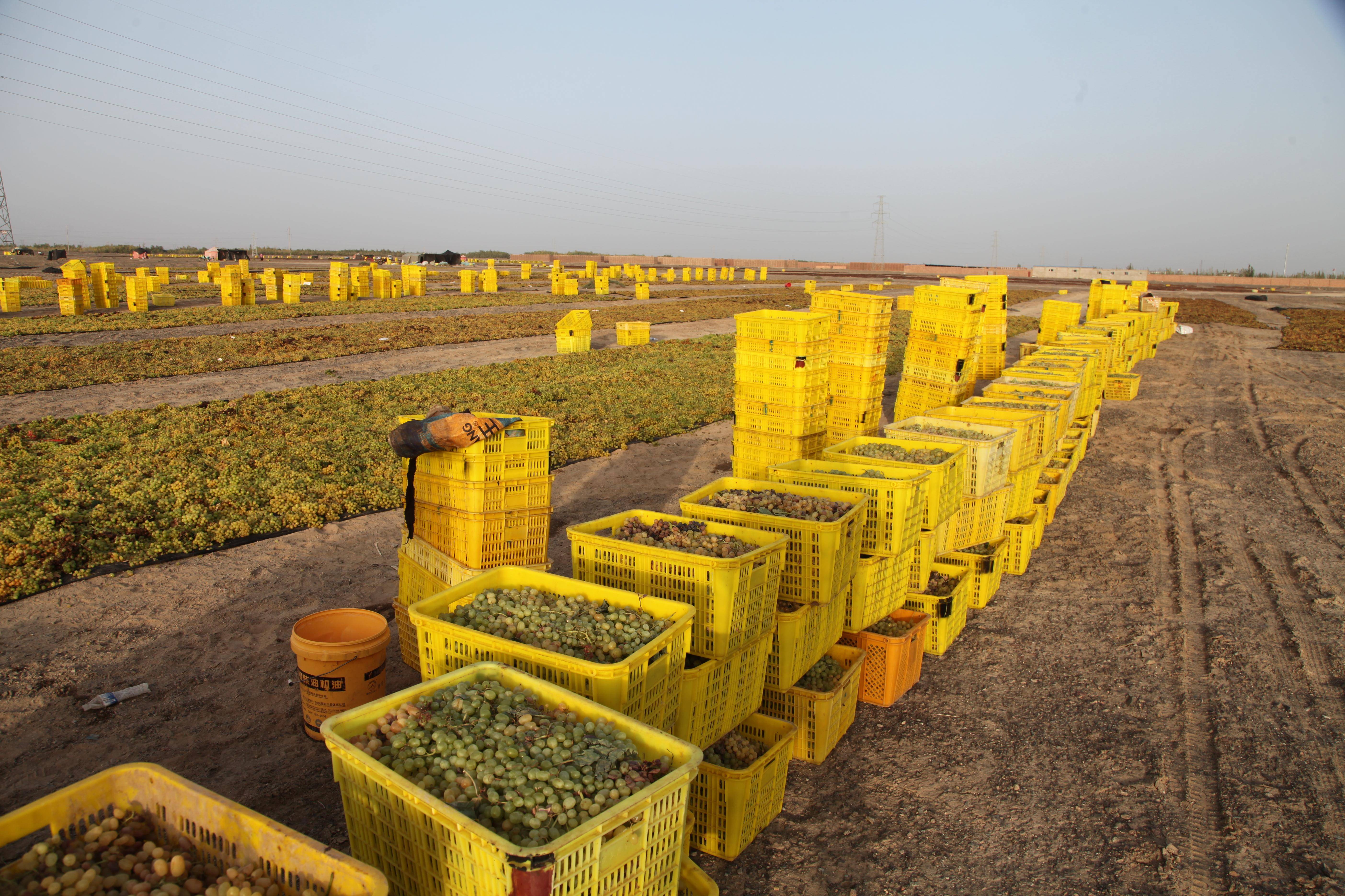 新疆哈密:九月丰收季,戈壁滩上晒葡萄