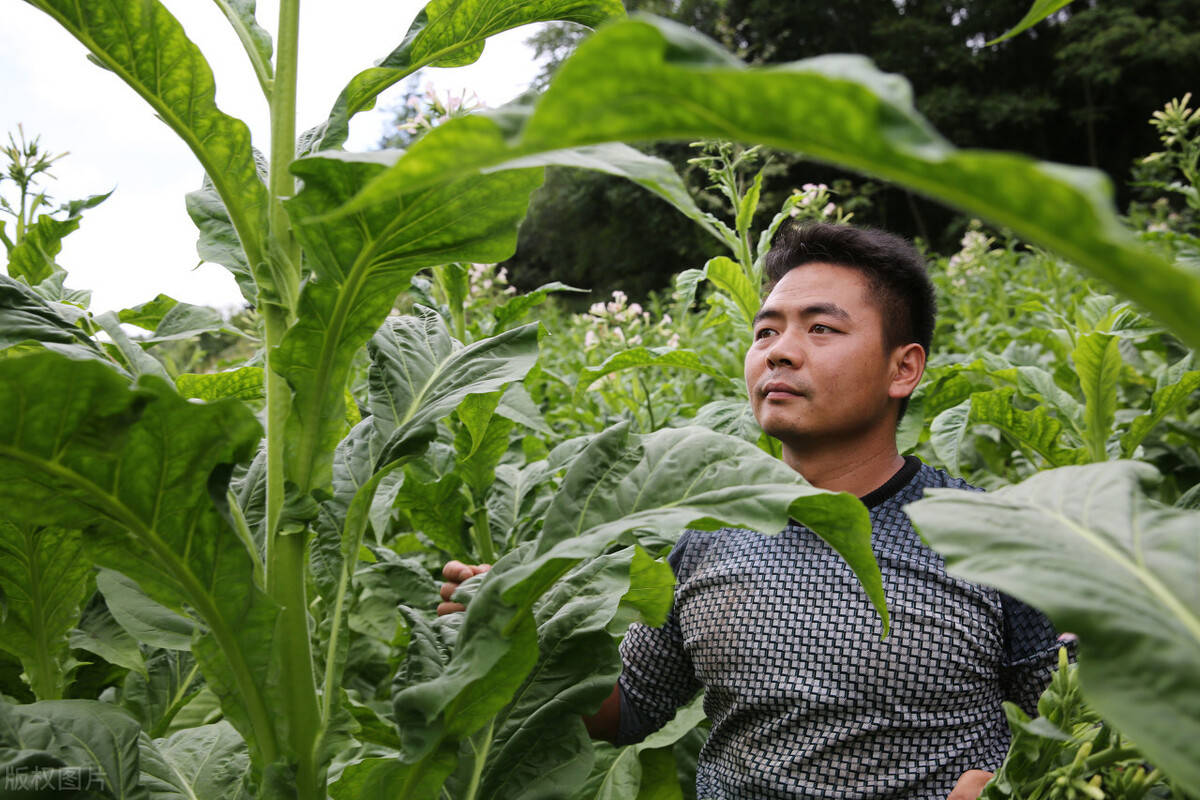种烟利润有多大?90后小伙辞掉工作和媳妇返乡种地,看他咋说