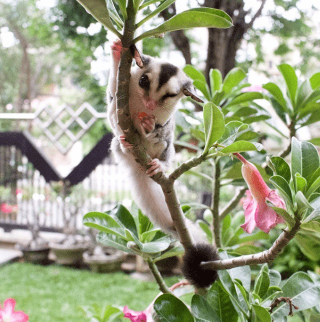 原来蜜袋鼯是一种可以随身携带,还超级粘人的宠物