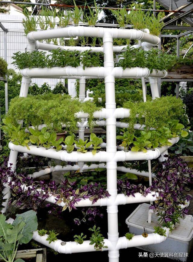 博士种蔬菜,有啥不一样 | 天使翼·科创影像志