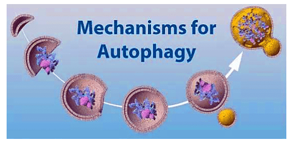 细胞自噬标志物lc3