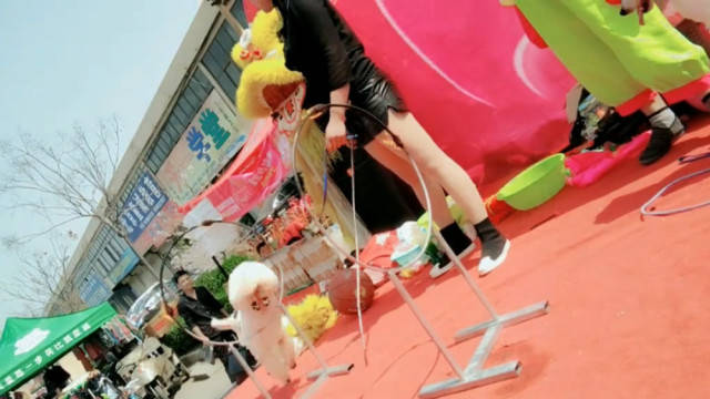 聪明泰迪表演杂技,火上做出惊人举动,引得台下观众一阵掌声_手机搜狐