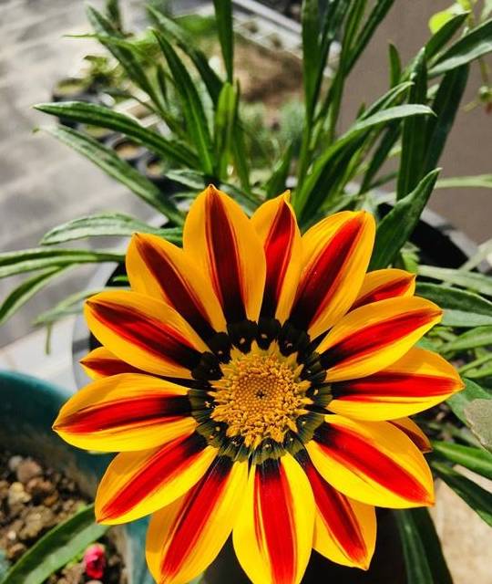 非洲太阳花,给点阳光就灿烂,全年花开,漂亮得像假花,还很好养_花量