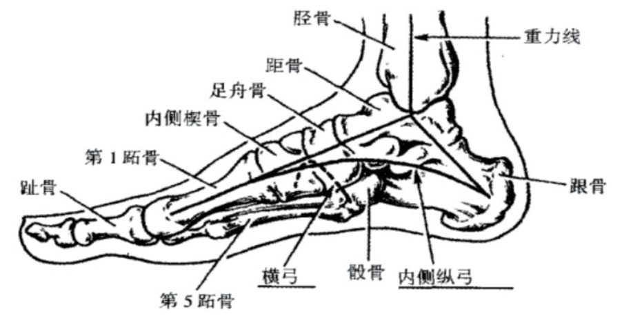 脚背构造详细图图片